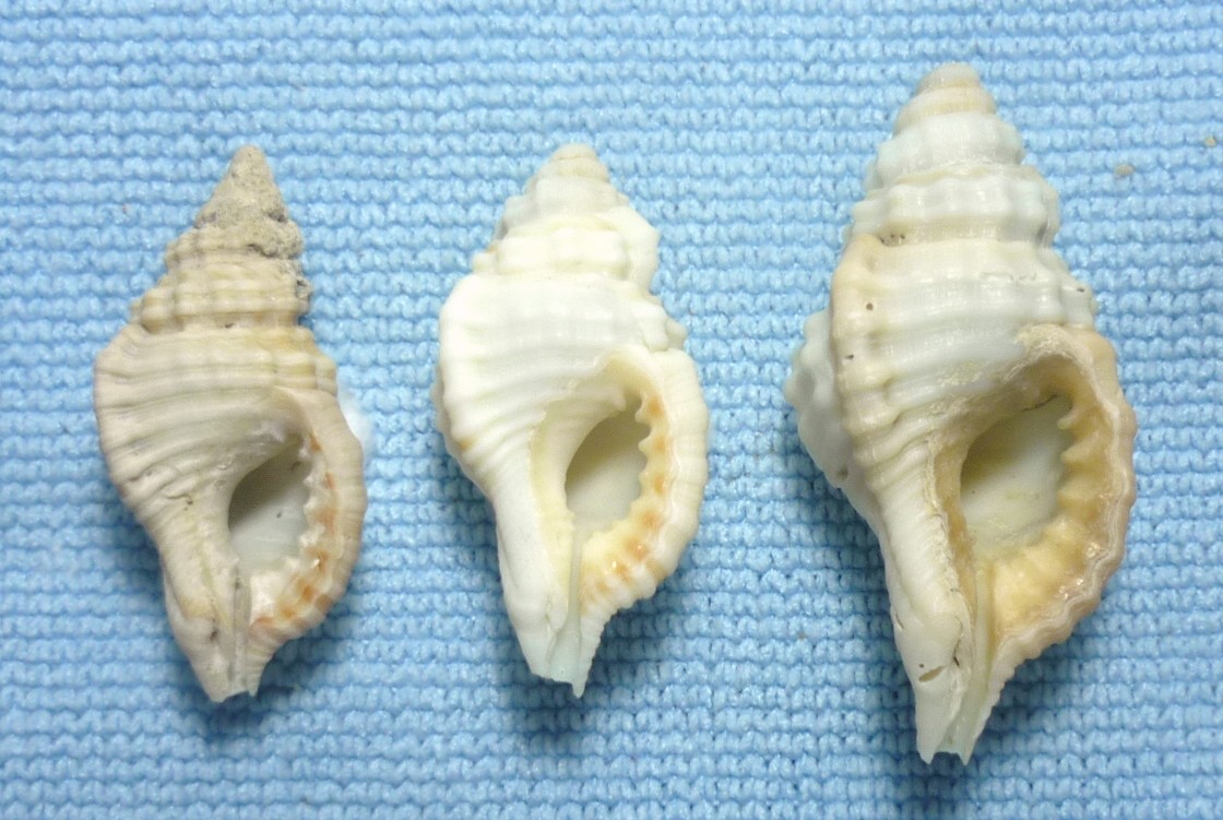 Cymatium corrugatum